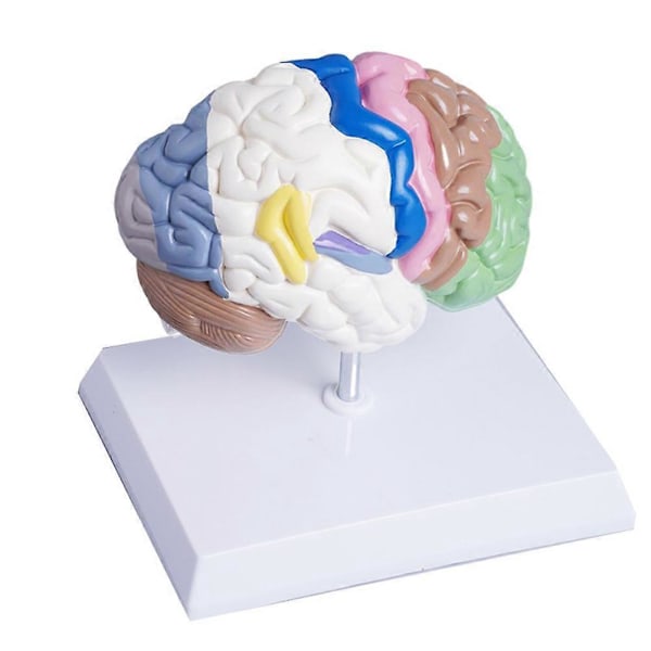 Anatomisk model af en halv menneskelig hjerne i naturlig størrelse, hjernemodel