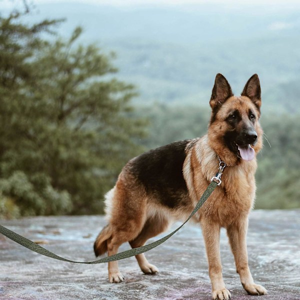 Håndfri Hundetreningsline med Håndtak 10m Lang Slitesterk Nylonrem for Små til Store Hunder Ideell for Gåtur og Jogging Grønn
