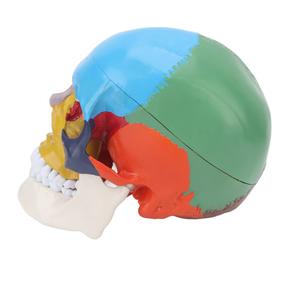 Farvet kraniemodel Skole aftagelig anatomi Menneskeskallemodel til undervisningslærekursus
