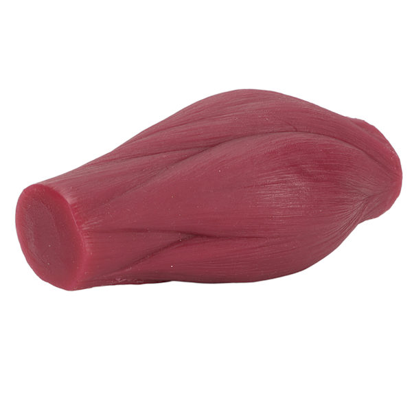Human Body Muscle Replica Model Plastic Realistic Texture 1lb Muscle Replica Model for Nutritionist