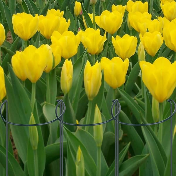 Växtstöd Växtpinne Halvrund Växtstödsring Trädgårdsblomstöd Växtstödspinnar för Krukväxter