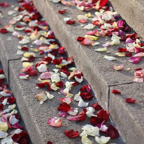 Mörkröda rosenblad för romantisk bröllopsceremoni och alla hjärtans dag