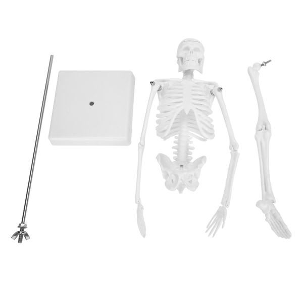 45 cm menneskelig skjelettmodell Bevegelige lemmer Anatomisk undervisning Læringsmodell Vitenskapsmateriell