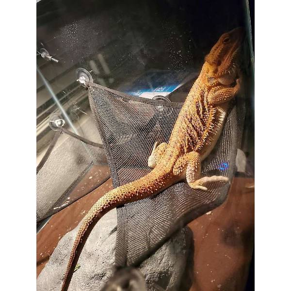 Tilbehør til skjeggagammetank: Reptilskjulested og hengende plante sett