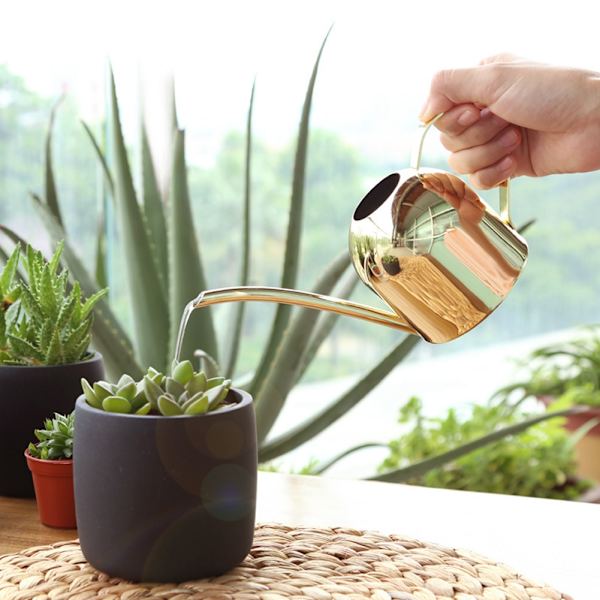 500 ml rustfrit stålvandkande med lang tud, vandkande til udendørs og indendørs stueplanter, guld