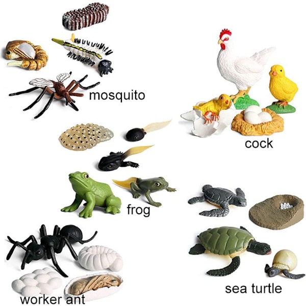 Simuleringsdjurmodell Barn Mini Djur Tupp Myror Groda Sköldpadda Mygga Tillväxtcykel PVC Actionfigurer Dockleksak för Barn