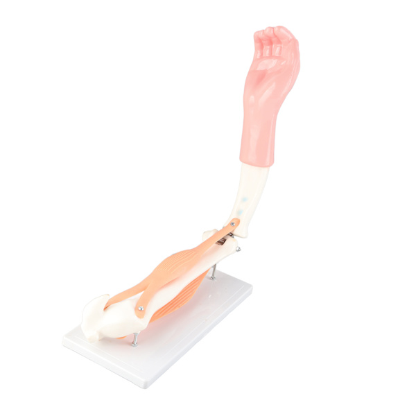 Arm Moving Model Anatomisk Albue Joint Motion Model Primary School Undervisningstilbehør