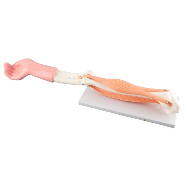 Arm Moving Model Anatomisk Albue Joint Motion Model Primary School Undervisningstilbehør