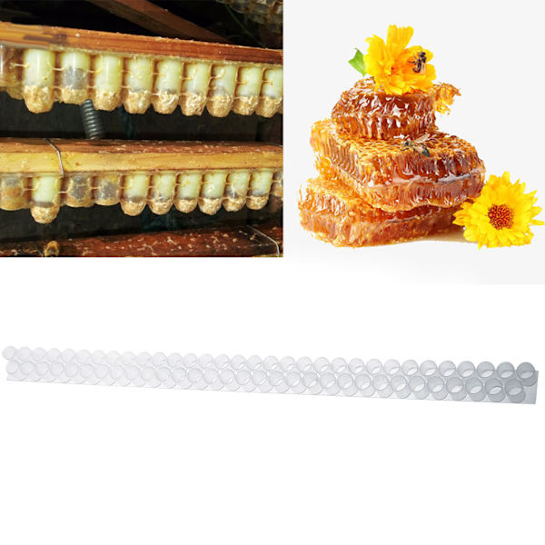 6 st Plast Queen Bee Double Cell Bar Strip Set Base för biodling med 63 Queen Cell Cups