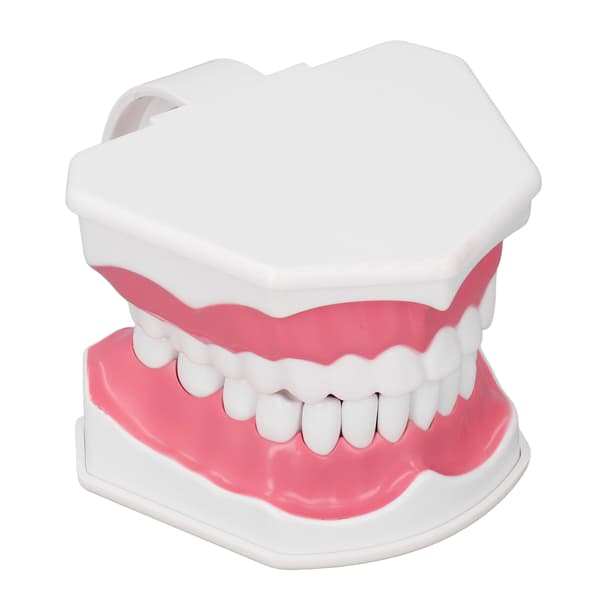 Tandmodell Tandborstning Övning Dental Undervisning Studieverktyg med Borstset