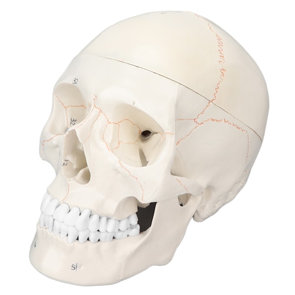 Hodeskallemodell i naturlig størrelse - flerbruksmodell av menneskelig hodeskalle for anatomisk undervisning