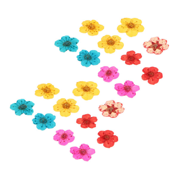 20 stk tørrede blomster blandet farve romantisk fuld form organisk blød afslappende naturlige tørrede pressede blomster til dekorationer