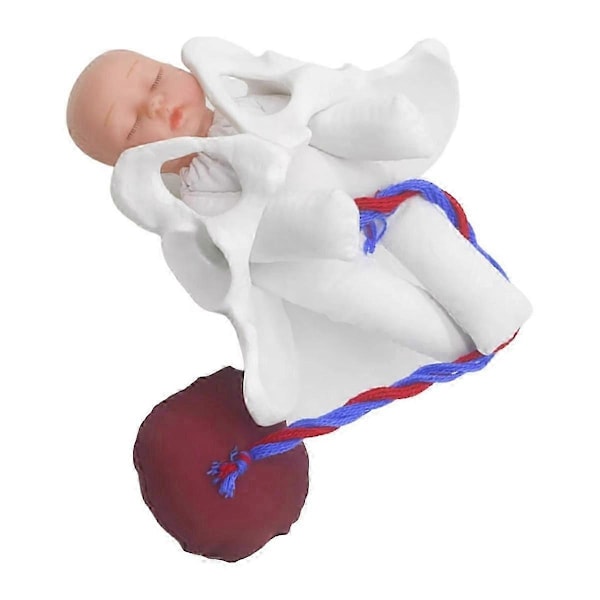 Ny kvinnlig bäckenmodell förlossningsmodell kompatibel med vetenskapsundervisning, undervisningsstudie, foster, navelsträng, placenta-modell