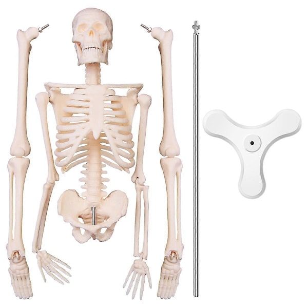 45CM Menneskelig Anatomi Skjelett Modell Plakat Lære Modell