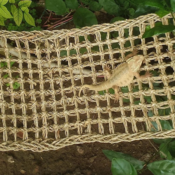 Reptilbur til Kamelæon, Firben, Gecko, Slanger, Leguan, Skildpadder (29,5' X 7' Rektangel)