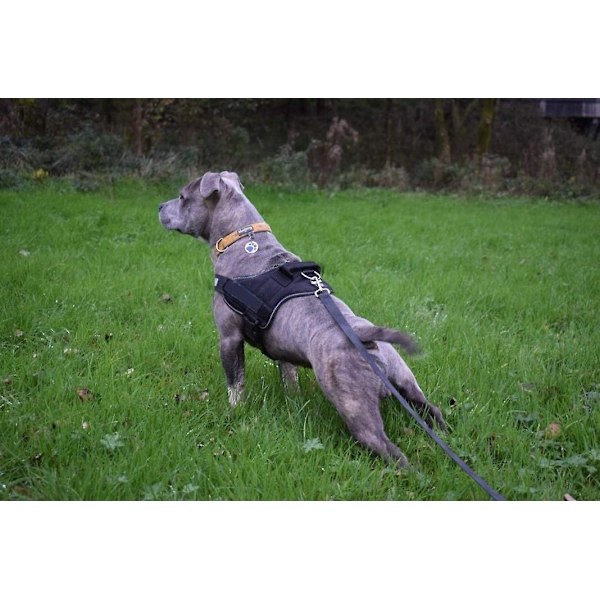Håndfri Hundetreningsline Nylonreim 10m Lang med Håndtak for Små til Store Hunder Svart
