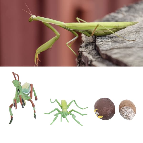 Vækstcyklus Insekter Legetøj Meget Simulerende Pædagogisk Kognitionslegetøj til Børn
