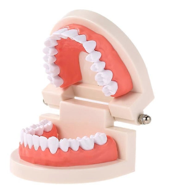 Dental Børne Tænder Undervisningsmodel Standard Voksen Tænder Tandkød Demonstrationsværktøj Til Børns Studier