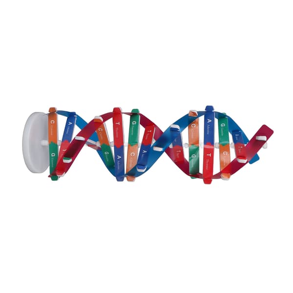 Human DNA Model Farverig Dobbelt Spiral Samlemodel Videnskab Pædagogisk Undervisningslegetøj til Børn