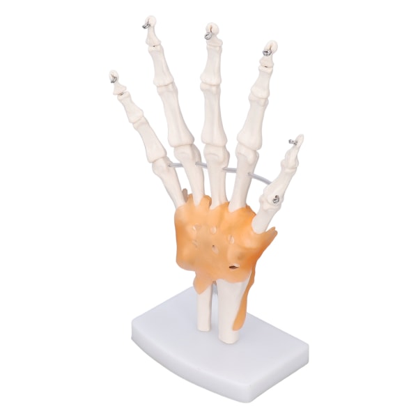 Handskelett modell naturlig storlek PVC på bas med leder Verktyg för lärande undervisning