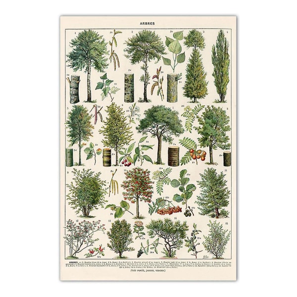 Vintage Trees print - 4 set 30 x 40 cm Vintage Tree -kuvia