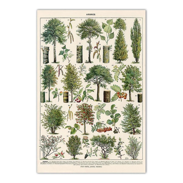 Vintage Trees Print Set - 4 stk med 30 X 40 Cm Vintage Tree Pictures
