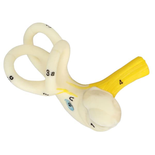 Øre halvcirkelformet kanal anatomisk model 5X forstørrelse klar struktur indre øre cochlea model