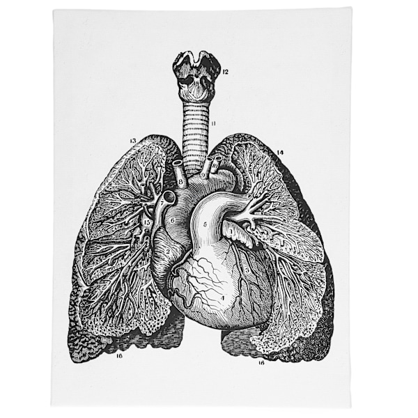 Anatomi Lærred Retro Dekorativ Væg Organ Kunst Maleri til Hospital Soveværelse Klasseværelse Type A