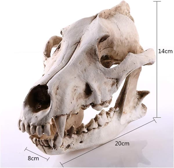 Wolf Skull Replica, Animal Skull Life Model Wolf Skull Model