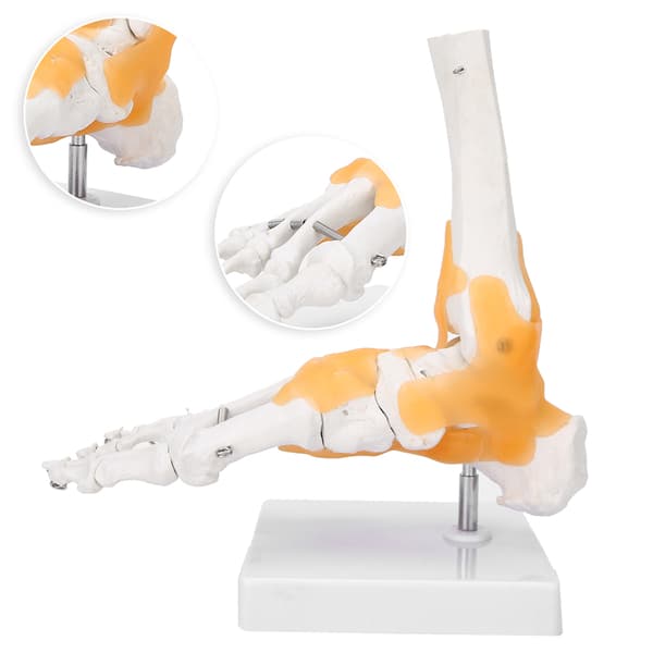 Anatomisk model af voksen menneskelig skeletfod og ankelled med ledbånd