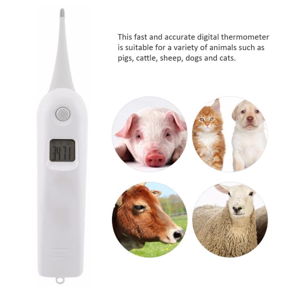 Veterinærtermometer Kjæledyr Digitalt Termometer Elektronisk Termometer for Dyr