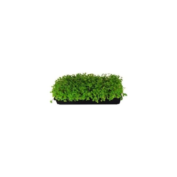 Sæt med 5 holdbare sorte plastbakker (uden drænhuller) 54 cm x 28 cm - Blomster, frøplanter
