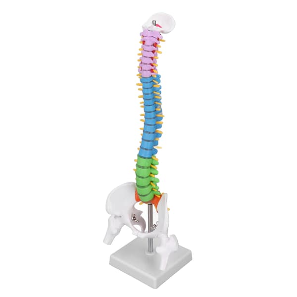 Rygsøjlemodel PVC 45 cm Farvekodet Miniature med Lårbenssæt Kit til Læring Undervisning