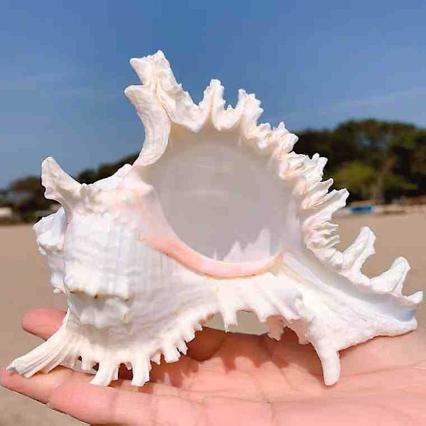 Store Naturlige Havskaller Jumbo Ocean Conch 7-8 Tommer Ideel til Bryllupsdekoration Strandfest Hjemmedekorationer DIY Håndværk