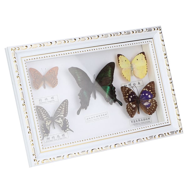 Utsökt fjärilar insektsexemplar hantverk Födelsedagspresent heminredningsprydnad (vit ram)