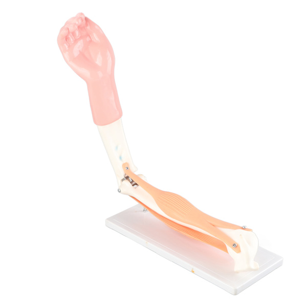 Arm Moving Model Anatomisk Albue Joint Motion Model Primary School Undervisningstilbehør