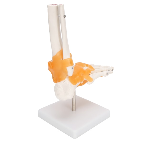 1:1 Menneskefod Ankel Knogleskeletstruktur Model Fodledsmodel med ledbånd