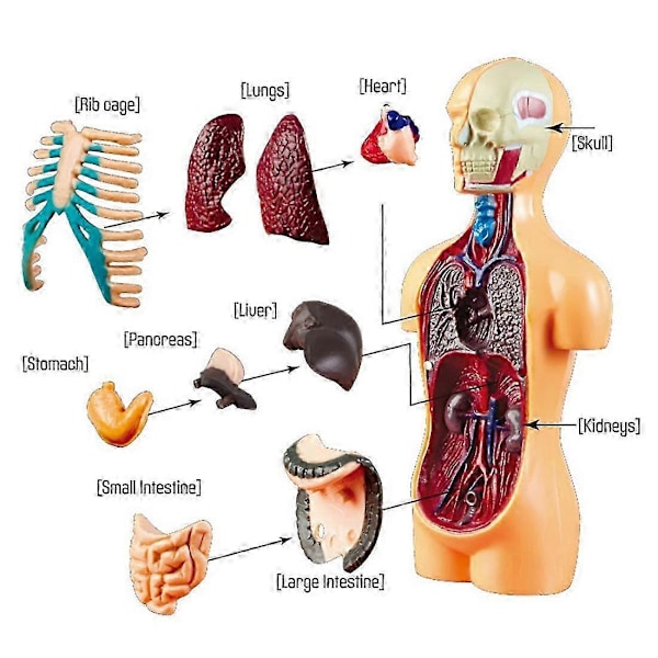 3D Avtagbar Anatomisk Människokropp Modell kompatibel med Utbildningsleksak Människokroppens Struktur Undervisning kompatibel med