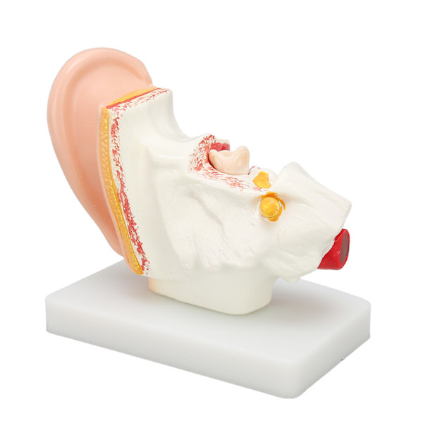 Menneskelige øre Anatomisk model Klar struktur Simulering indre øre model til uddannelse Display