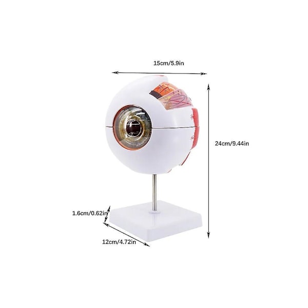 Modell av Människoöga - Pedagogiskt Biologiskt Verktyg för Klassrummet, 5\" Diameter, Åk 2+