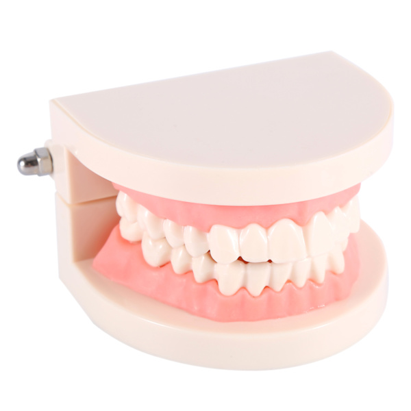 1 stk PVC Dental Teaching Study Standard Model Demonstration Lær børn at børste tænder