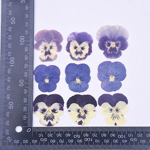 Pressede tørkede blomster og blader for DIY-bokmerker Naturlige blomsterkunstforsyninger