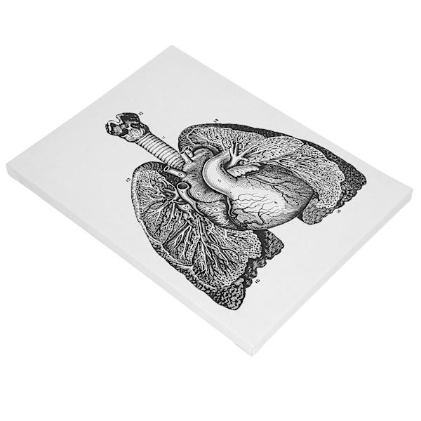 Anatomian kangas retro koristeellinen seinäelin taidemaalaus sairaalaan makuuhuoneeseen luokkahuoneeseen tyyppi A