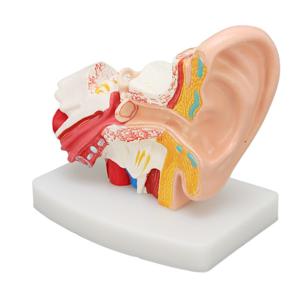 Mänskligt öra Anatomisk modell Tydlig struktur Simulering Innerörat modell för utbildning Display
