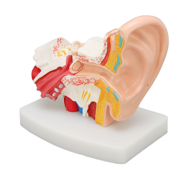 Menneskelige øre Anatomisk model Klar struktur Simulering indre øre model til uddannelse Display