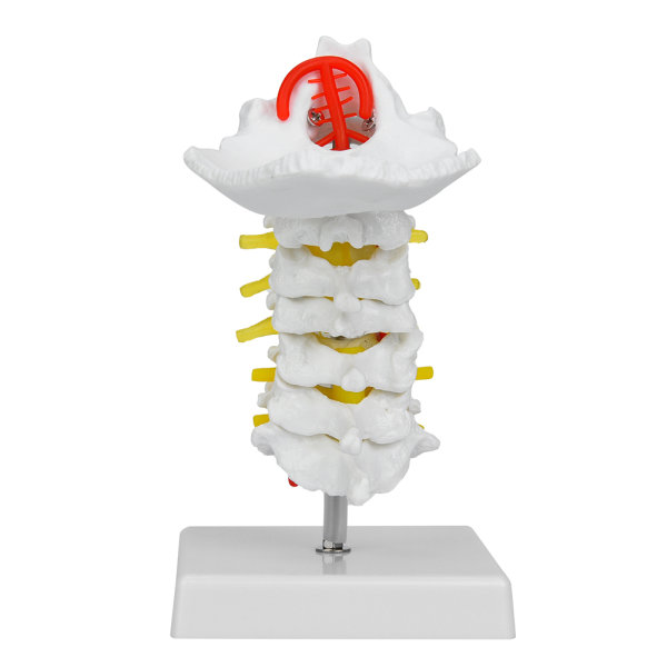 1:1 Menneskelig cervical vertebra Arteria Ryggraden Spinal Nerver Anatomisk modell Anatomi for vitenskapslaboratorium