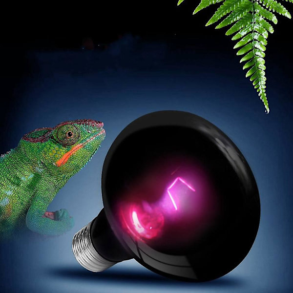 Natlampe til krybdyr og padder (pakke med 4)