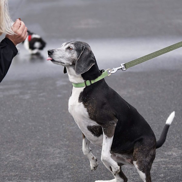 Håndfri Hundetreningsline med Håndtak 10m Lang Slitesterk Nylonrem for Små til Store Hunder Ideell for Gåtur og Jogging Grønn