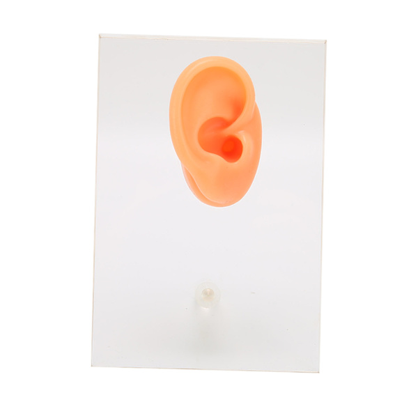 Silikon högeröra-modell Fina detaljer Soft Ear-modell Akryldisplaytavla med stödpelare för ÖNH-sjukhusskola