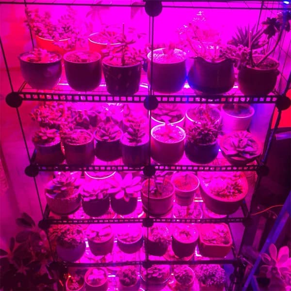 LED Plant Growth Light String 5050 SMD LED Lys Vandtæt Plantelys til Drivhus